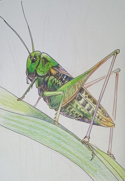 Кузнечик рисунок