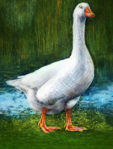 Гусь иллюстрация