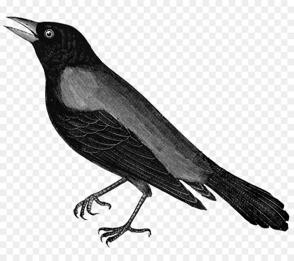 Ворона на белом фоне