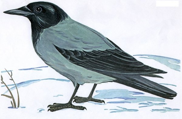 Ворона рисунок