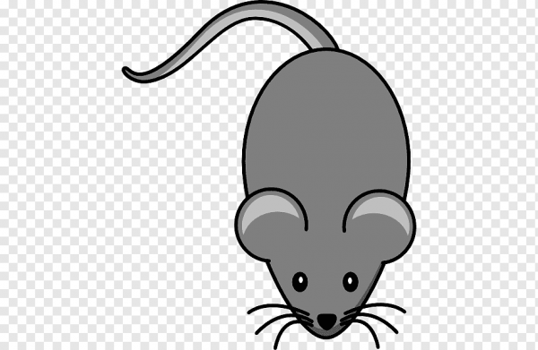 Мышь животное