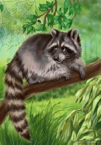 Мультяшные еноты