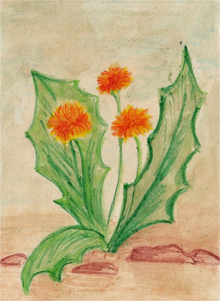 Одуванчик рисунок