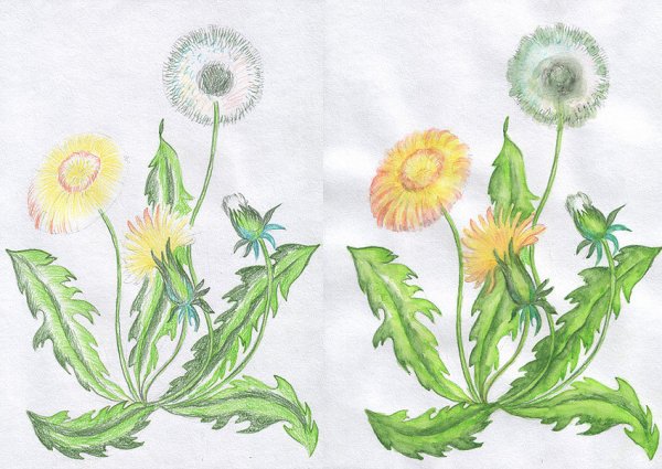 Рисование одуванчик