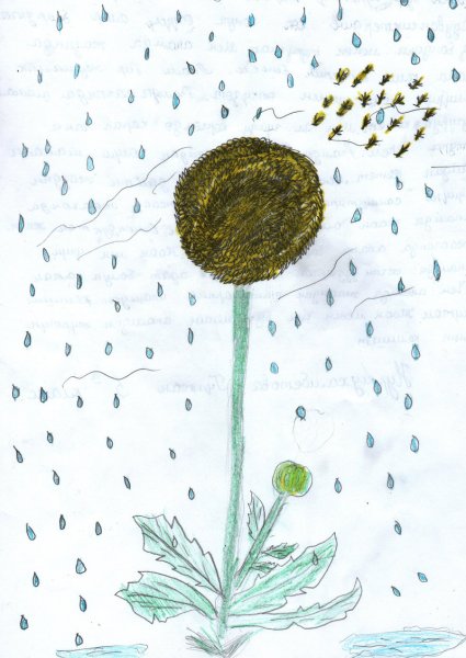 Одуванчик нарисовать для детей