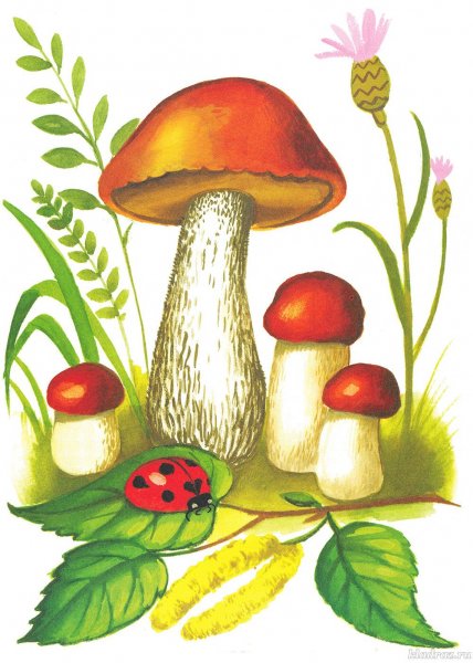Грибы картинки для детей
