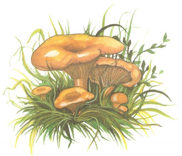 Нарисовать гриб