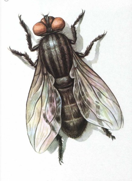 Муха для детей