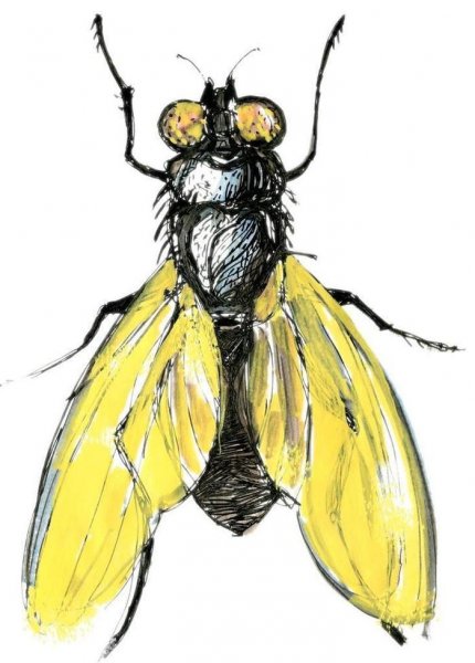 Муха нарисованная