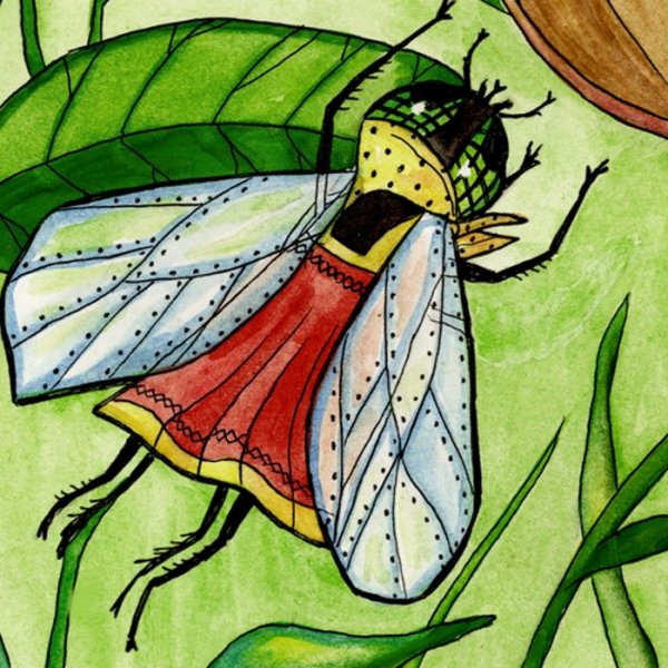 Муха Цокотуха пчела