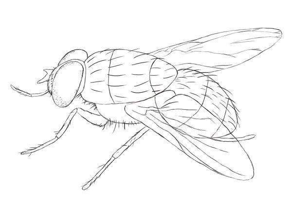 Муха рисунок