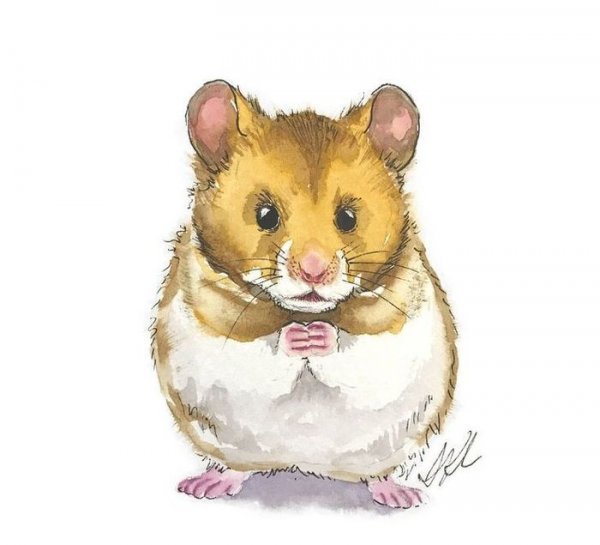 Хомячок акварелью
