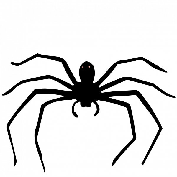 Паук очертание