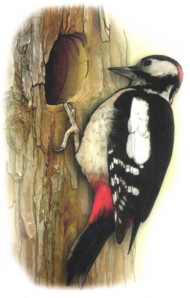 Дятел пошаговое рисование