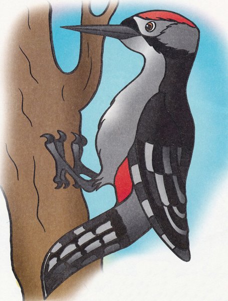 Дятел мультяшный