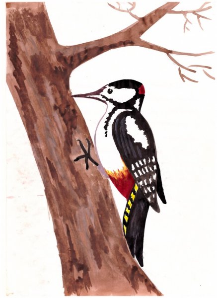 Дятел карандашом