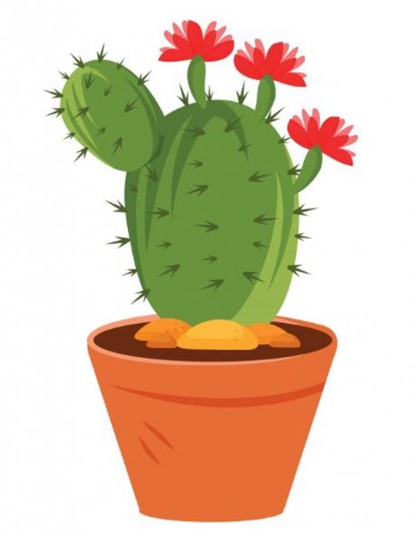 Кактус на белом фоне