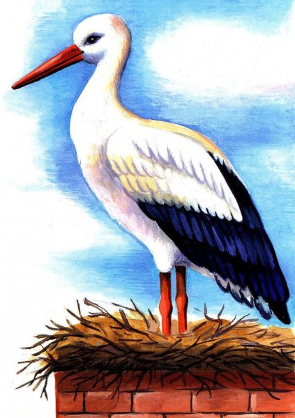 Аист рисунок