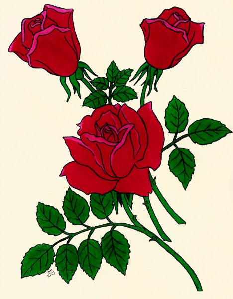 Роза рисунок