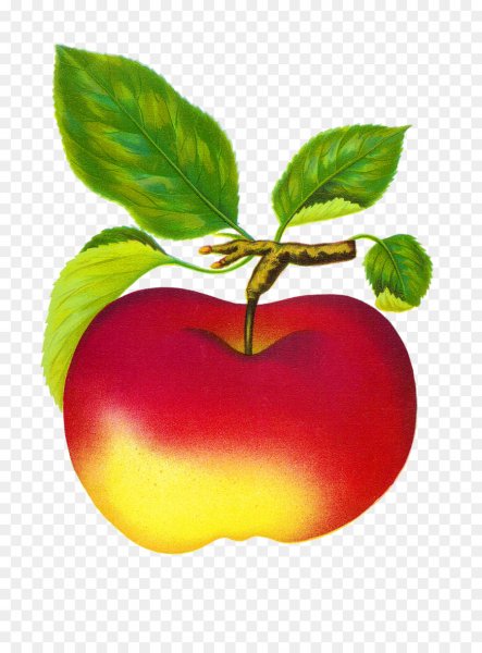 Яблоко рисунок