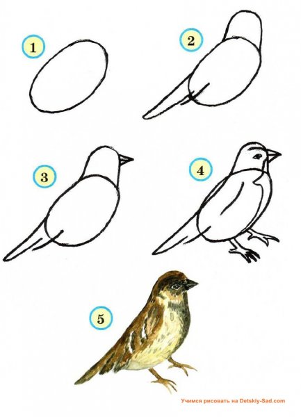 Поэтапное рисование птиц