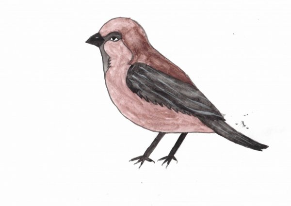 Нарисовать воробья