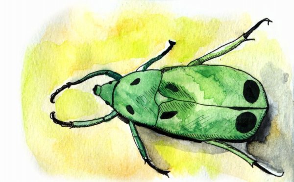 Нарисовать насекомое