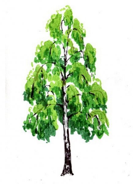 Береза рисунок