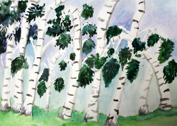 Береза рисунок