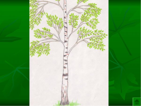 Детские рисунки березы