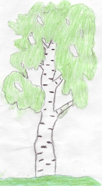 Рисование березы в старшей группе