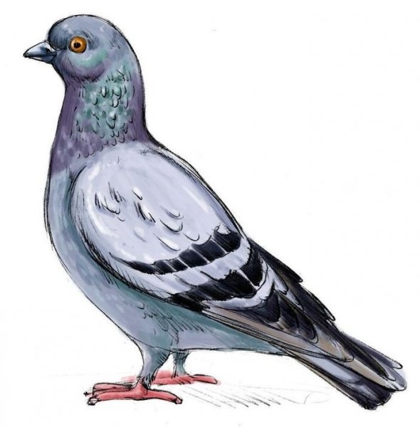 Нарисовать голубя
