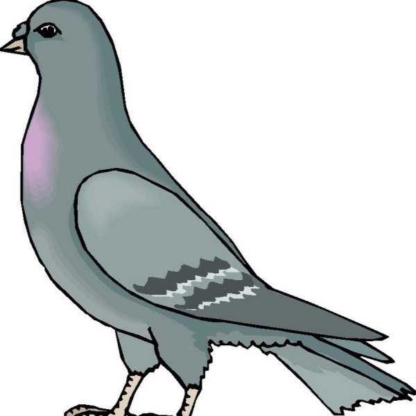 Голуби мультяшно