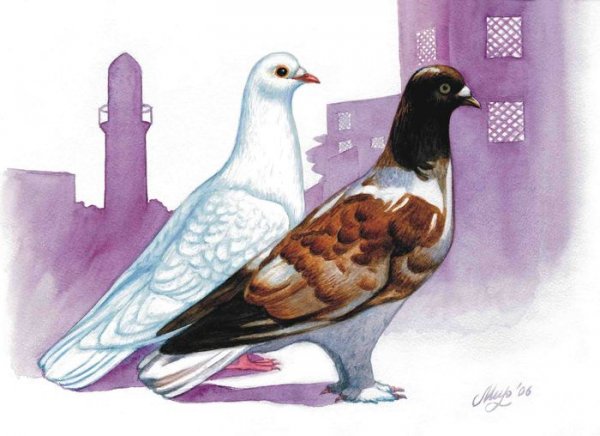 Голуби иллюстрация для детей