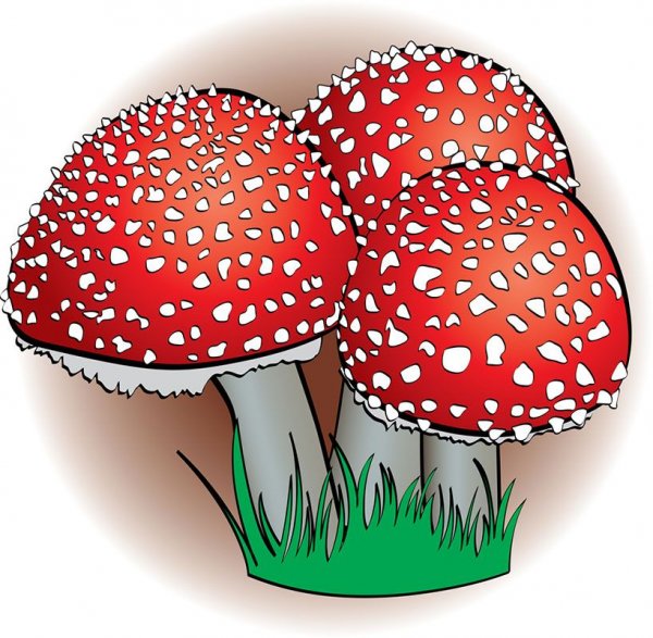 Мухомор для детей