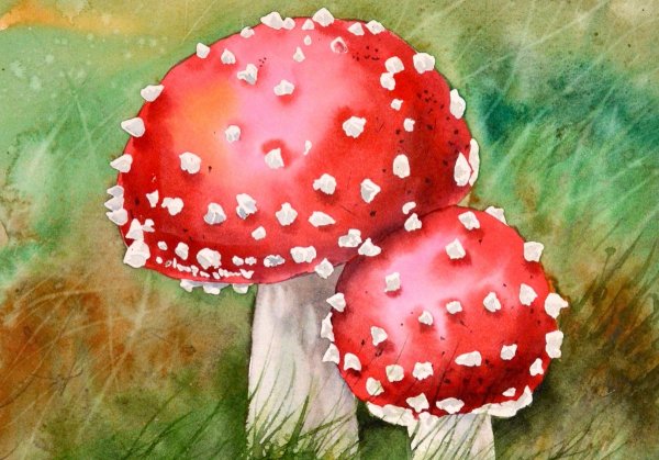 Мухомор картина