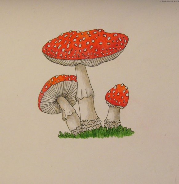 Рисунки грибов