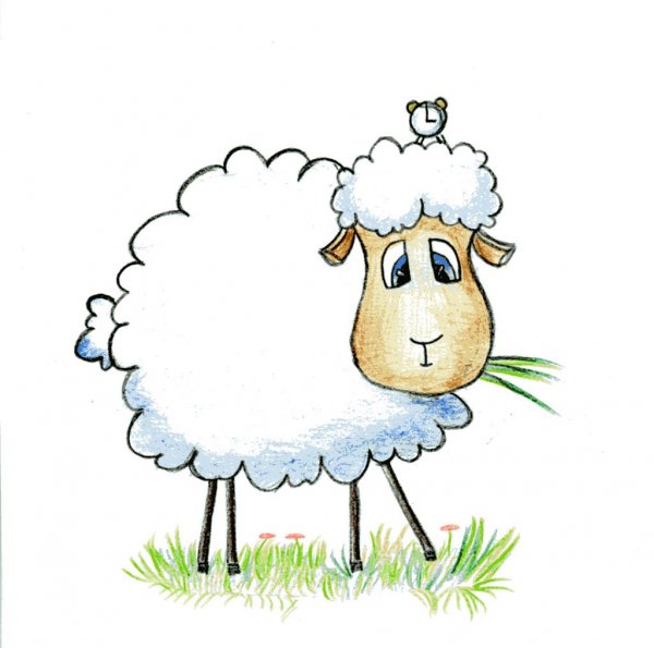 Овечка рисунок