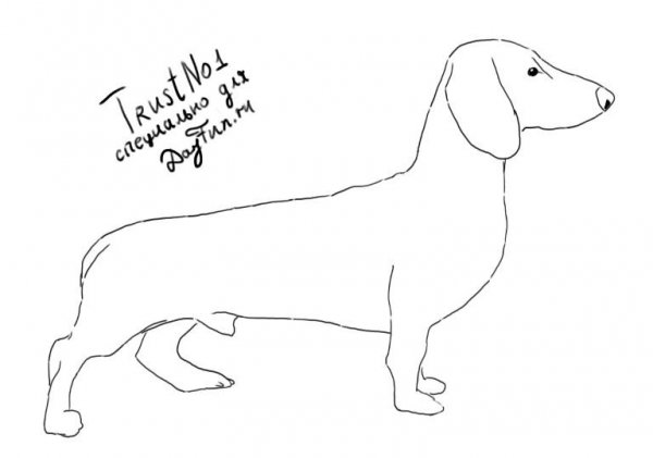 Такса рисунок карандашом