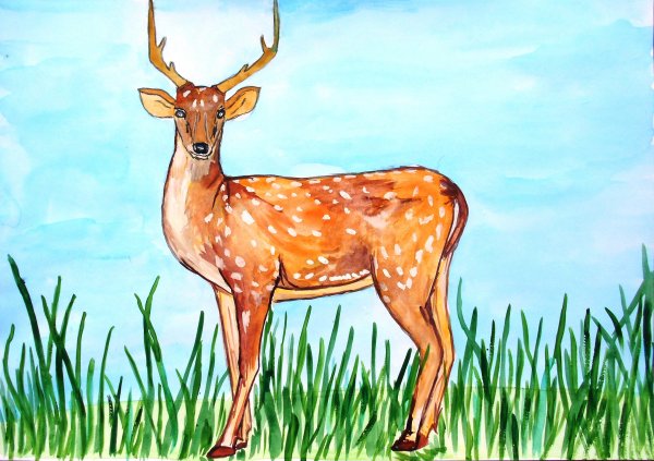 Уссурийский олень красная книга