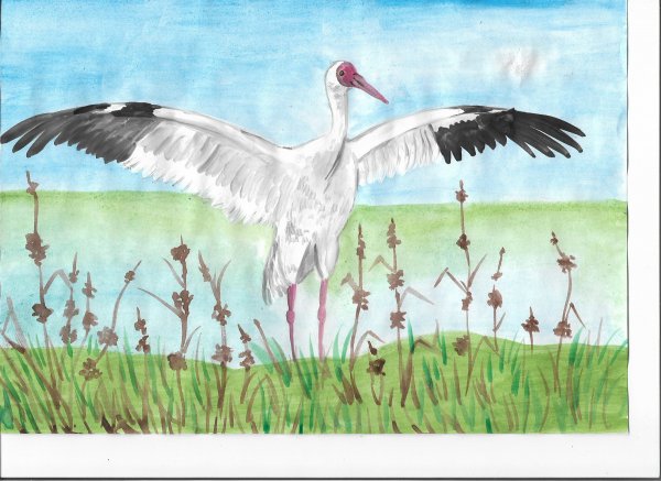 Стерх рисунок