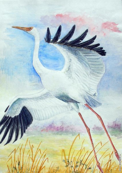 Птицы Якутии Стерх