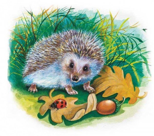 Ежонок в лесу для детей