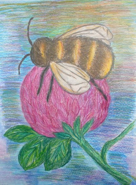 Шмель рисунок