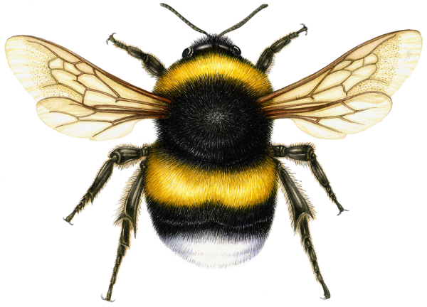 Шмель на белом фоне