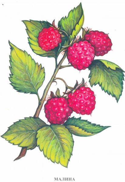 Лесные ягоды для детей