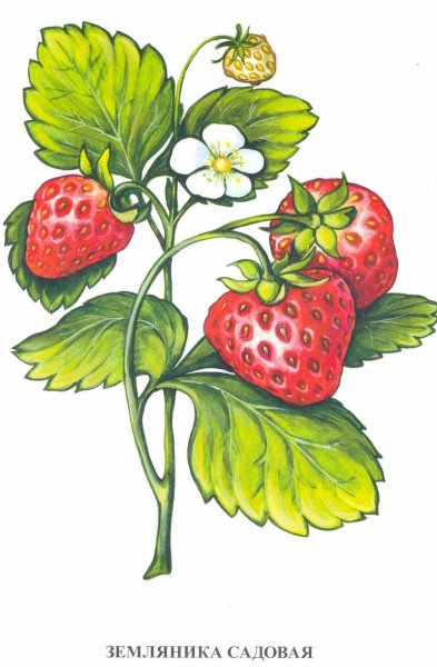 Ягоды для детского сада