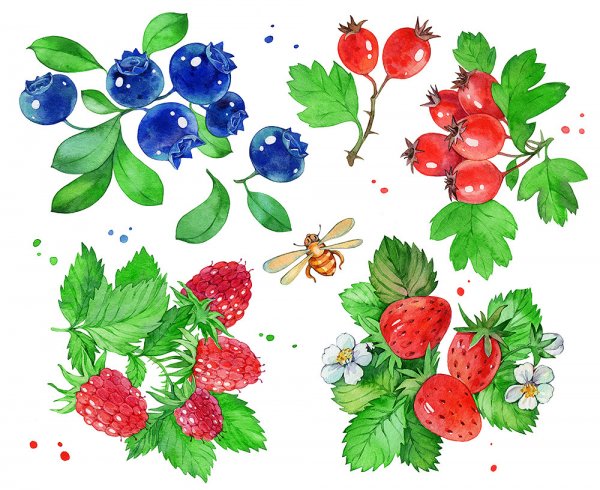 Рисование Лесные ягоды для детей