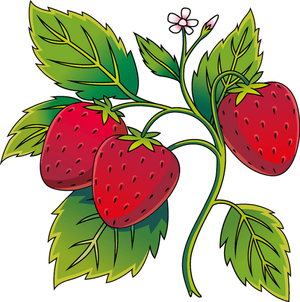Клубника рисунок на прозрачном фоне