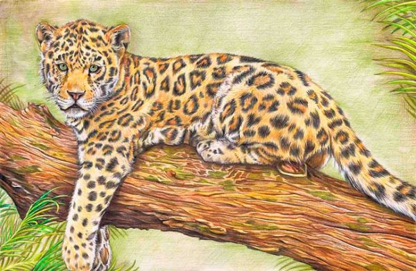Леопард карандашом